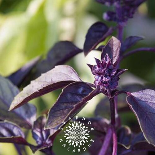      -   (. Ocimum sanctum Krishna Tulsi) 100   -     , -  