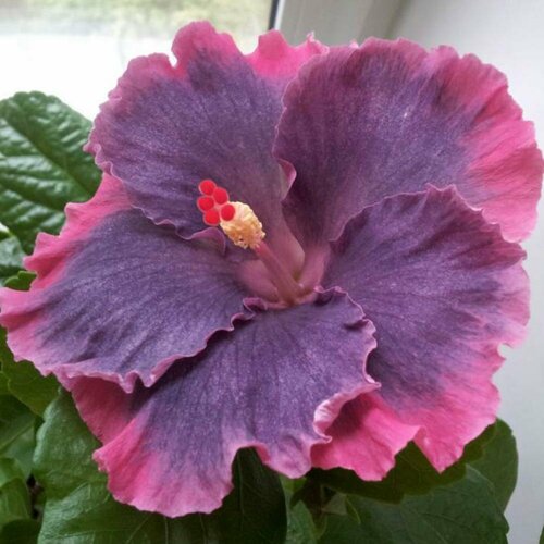 ���� ������ �������� ��������� ����� ��� ��� ���� 5 ��. (1 ��������)