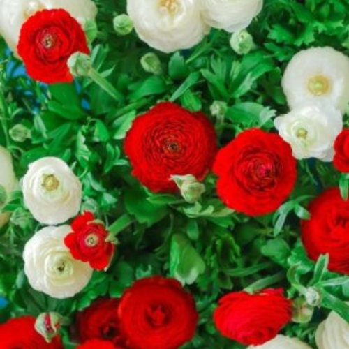    , hipollino flowers,  RED AND WHITE MIX (10 )  -     , -  