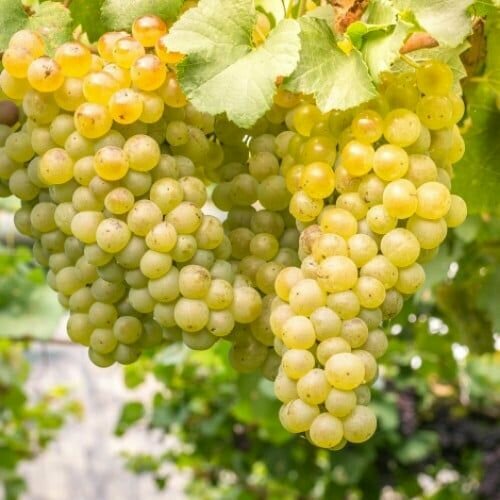 ���� �������� ������ ����� (2 ��)