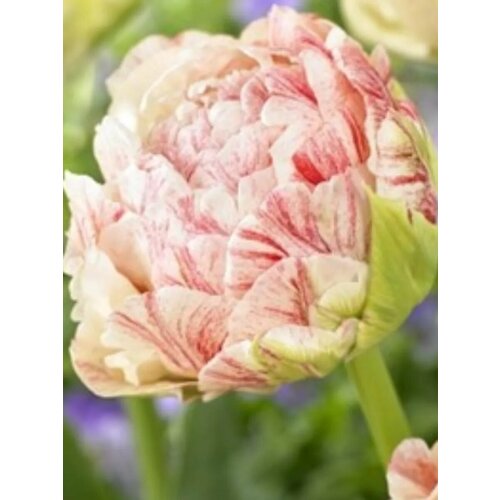 ���� �������� ������� ����� - 2 ��.