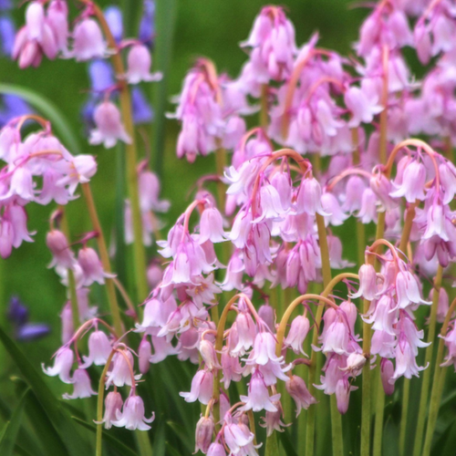 ���� �������� ������, bulbs servise, ������������ ������� ( 10 ����)