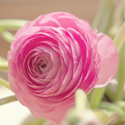 ���� �������� ������ , bulbs servise, ���������� ���� ( 10 ���� )