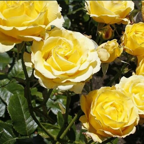 ���� ���� ��������� ������