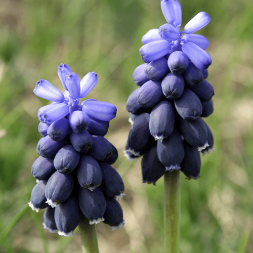 ���� ������� NEGLECTUM (10 �������)