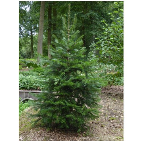     - (Abies pindrow), 10   -     , -,   