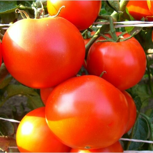 ���� ������ ����� ����������