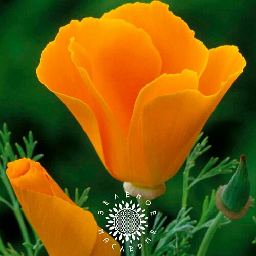      (. Eschscholzia californica) 100  -     , -  