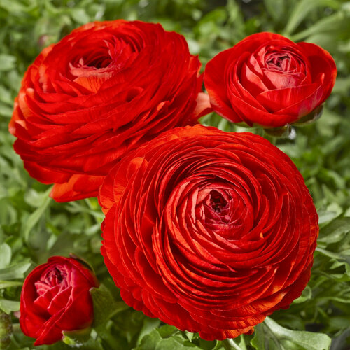 ���� ������� ����������� (�����) ������� 7��.