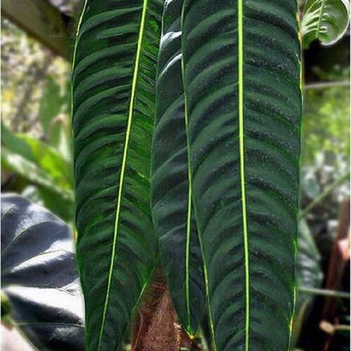   , Philodendron nnulatum, , 