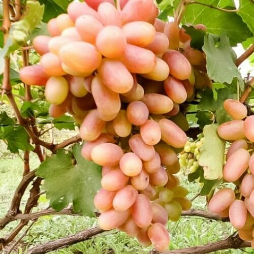 ���� �������� �������� (2 ��)