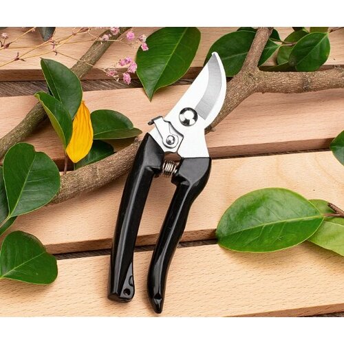 ���� ������� ������