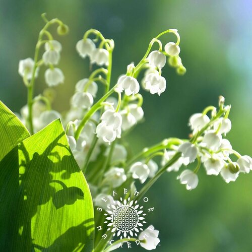      (. Convallaria majalis) 5   Green Legacy  -     , -  