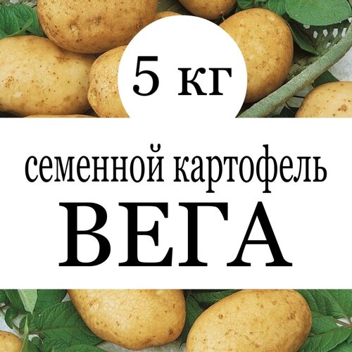 купить онлайн Картофель семенной клубни Вега 5 кг магазин - доставка и заказ по Москве, Санкт-Петербургу, СНГ и России