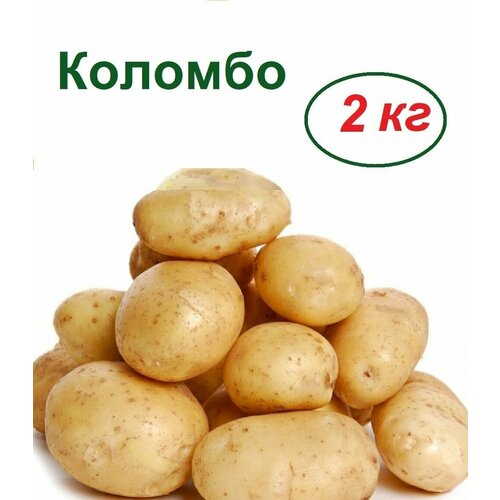 купить онлайн Семенной картофель Коломбо 2 кг магазин - доставка и заказ по Москве, Санкт-Петербургу, СНГ и России