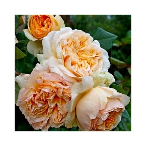 ���� ���� ��������� ������� ���� 2��