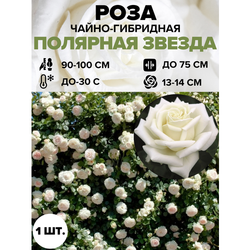 ���� ���� �������� ������ �����-��������� 1 ��.