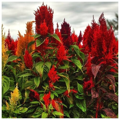 ���� ������ ������ ������� ������� �������� 100 ��.