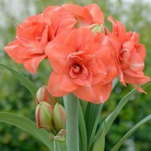 ���� ����������� ������, Hippeastrum Benito, ������