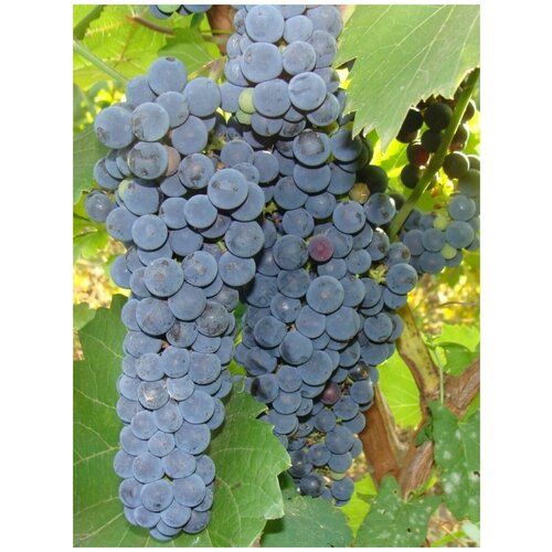      (Vitis amurensis), 15   -     , -  