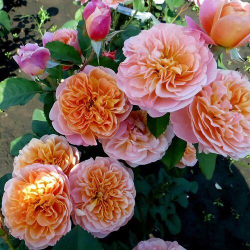 ���� ���� ��������� ������������� 2��