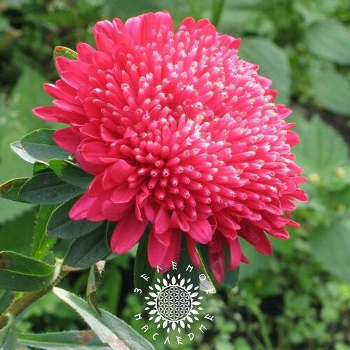 ���� ������ ����� ���������, �������� 