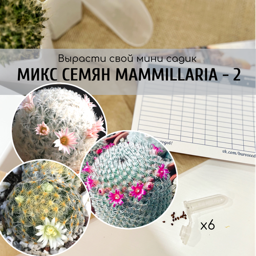           (Mammillaria schiedeana / plumosa / haageana ssp. elegans)    
