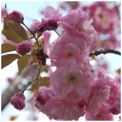 ���� ������ ������ ������, ����� �������������� 10 ��.