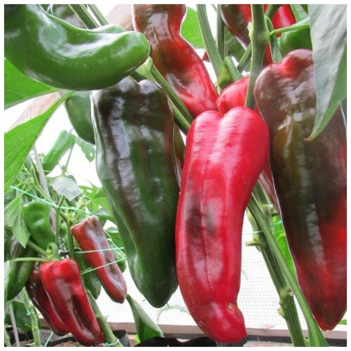 ���� ������ ������ ����� ������� ���� ���� 10 ��.