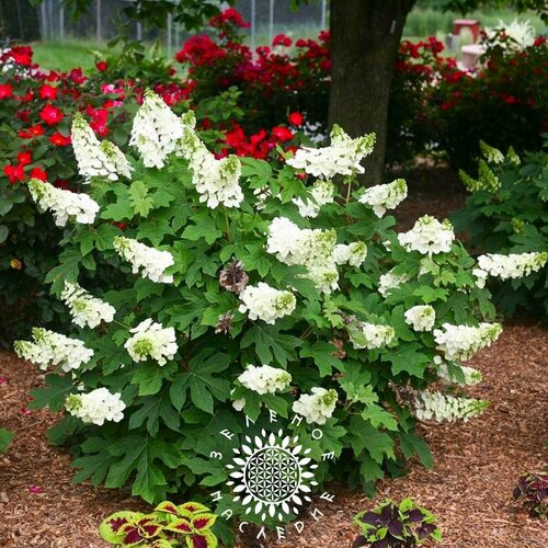      (. Hydrangea quercifolia) 25   -     , -  