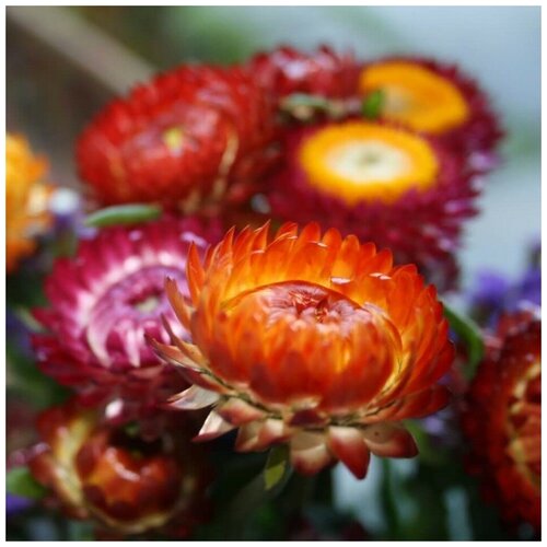 ���� ������ ������ ����������� ��������� ��������� 100 ��.