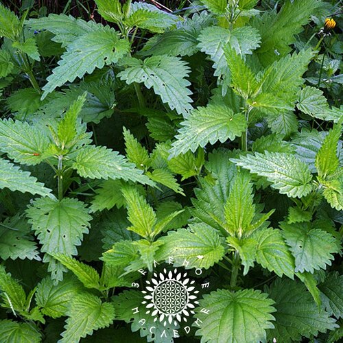      (. Urtica dioica) 500  Green Legacy  -     , -  