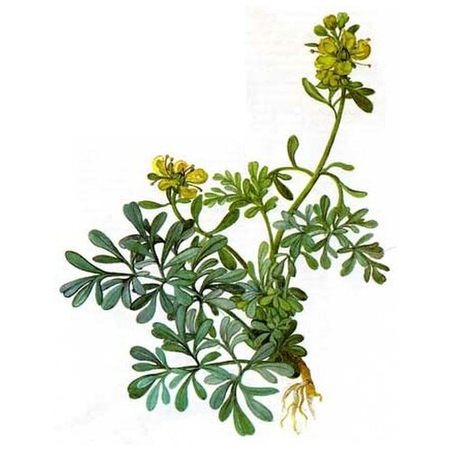 ���� ����, �����, �����, ���������, 25 �