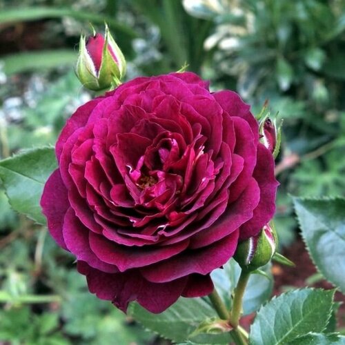 ���� ���� ���������� ��� ����