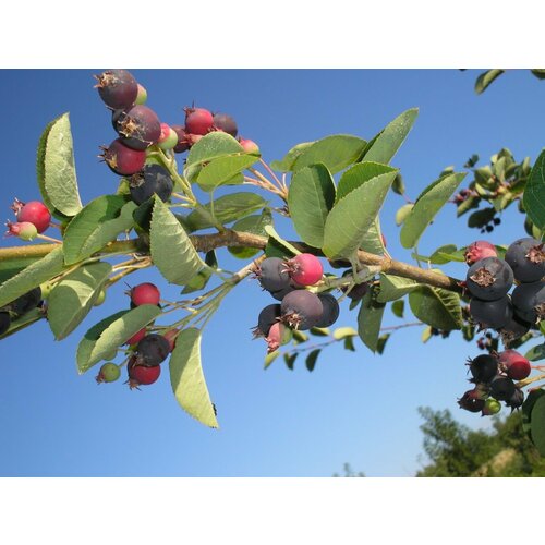 ���� ������� ���� ��������� ��������� ( 3-4 ���� , �7,5 , 60-80 �� )