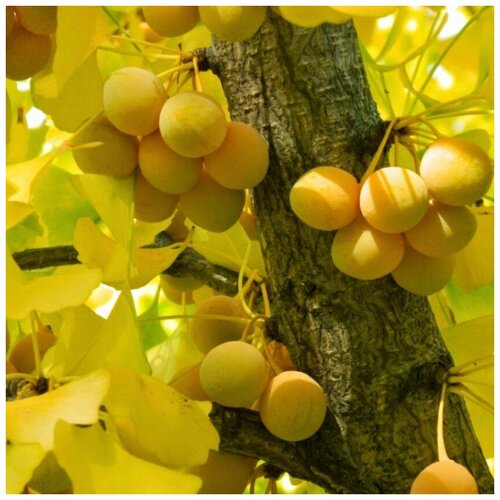 ���� ������ ������ ������ ������ 5 ��.