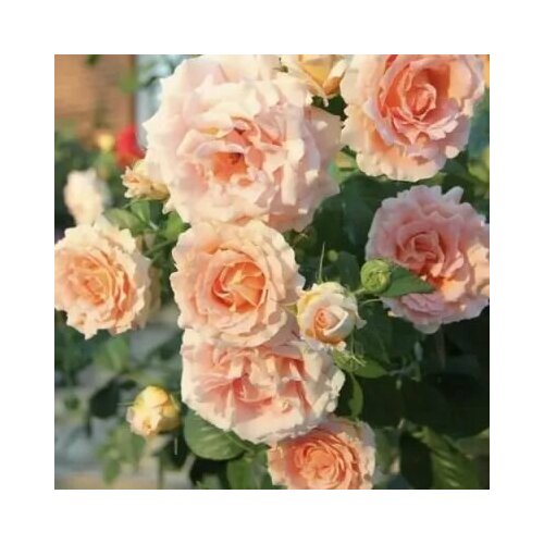 ���� ���� ��������� ������ 2��