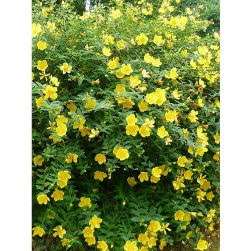     (Hypericum hidcote), 20 