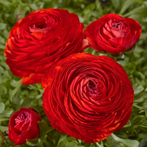 ���� �������� ������, botanica garden, ���������� ���, ( 10 ���� )