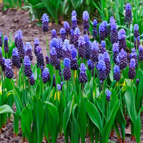 ���� ������� LATIFOLIUM (10 �������)