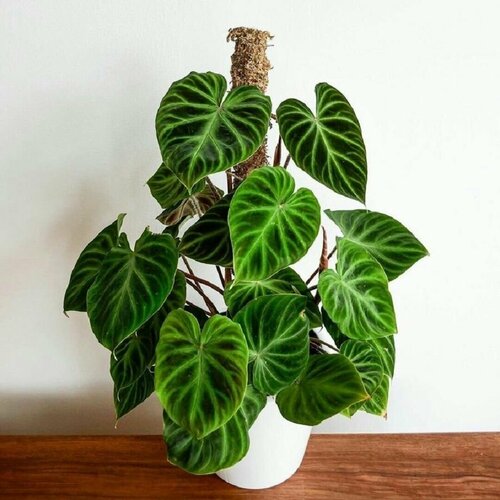   , Philodendron Verrucosum, 