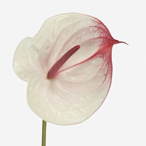   , Anthurium Cumbia, 