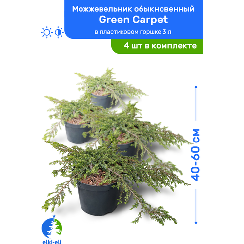   Green Carpet ( ) 40-60     3 , ,   ,   4 