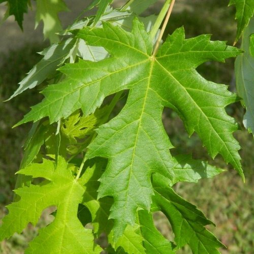     () / Acer saccharinum, 10 