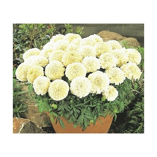 ���� �������� ��������� ���� F1 7�� ������