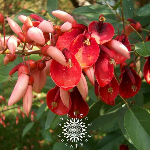     -   -   (. Erythrina crista-galli) 10  -     , -  