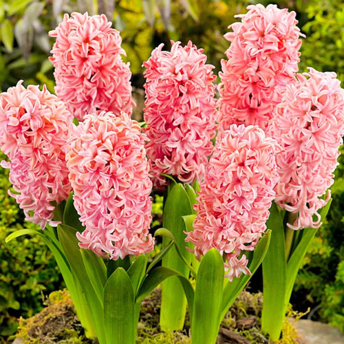 ���� �������� ������, botanica garden, ������� ���� �����, 2 �����