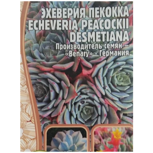     (Echeveria Peacockii desmetiana) (5 )