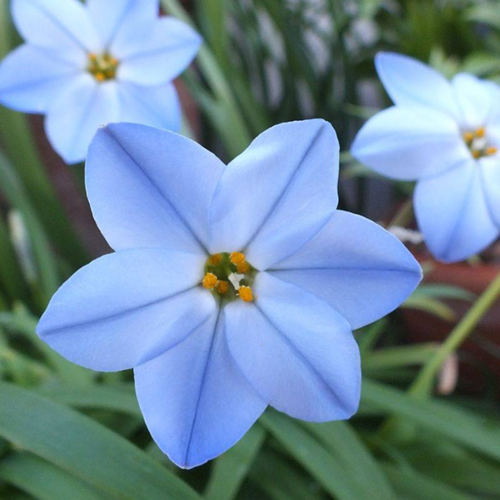 ���� �������� ������, bulbs servise, ������ ������ ��� ( 10 ���� )