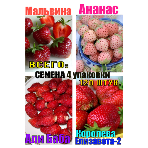 ���� ����� ����� 120 ��